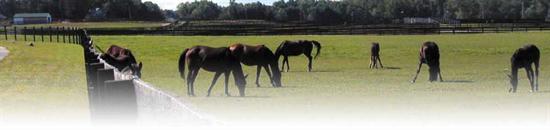 horse farm