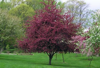 Tree in the David C. Shaw Arboretum