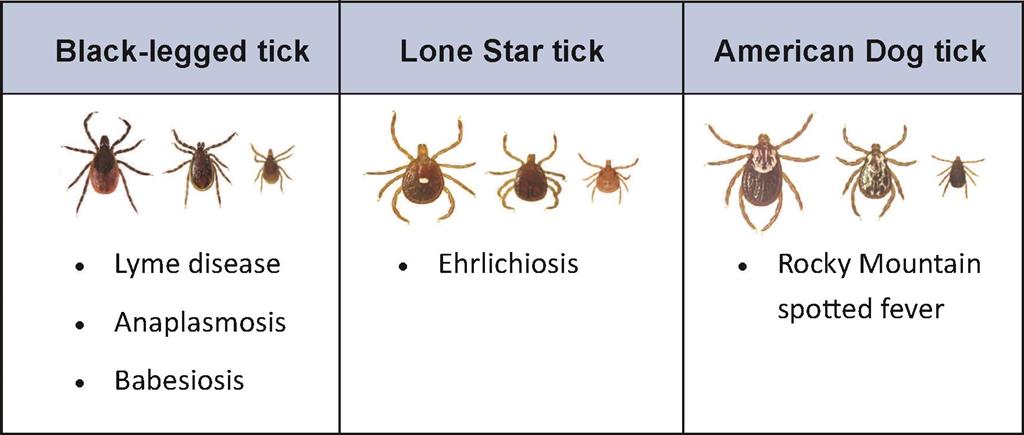 Types of Ticks found in New Jersey